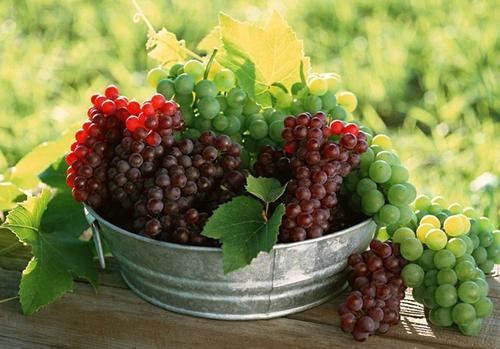 常见的酿酒葡萄品种(什么品种葡萄酿酒好喝)